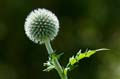 036 Kugeldistel - Great globe thistle - Echinops